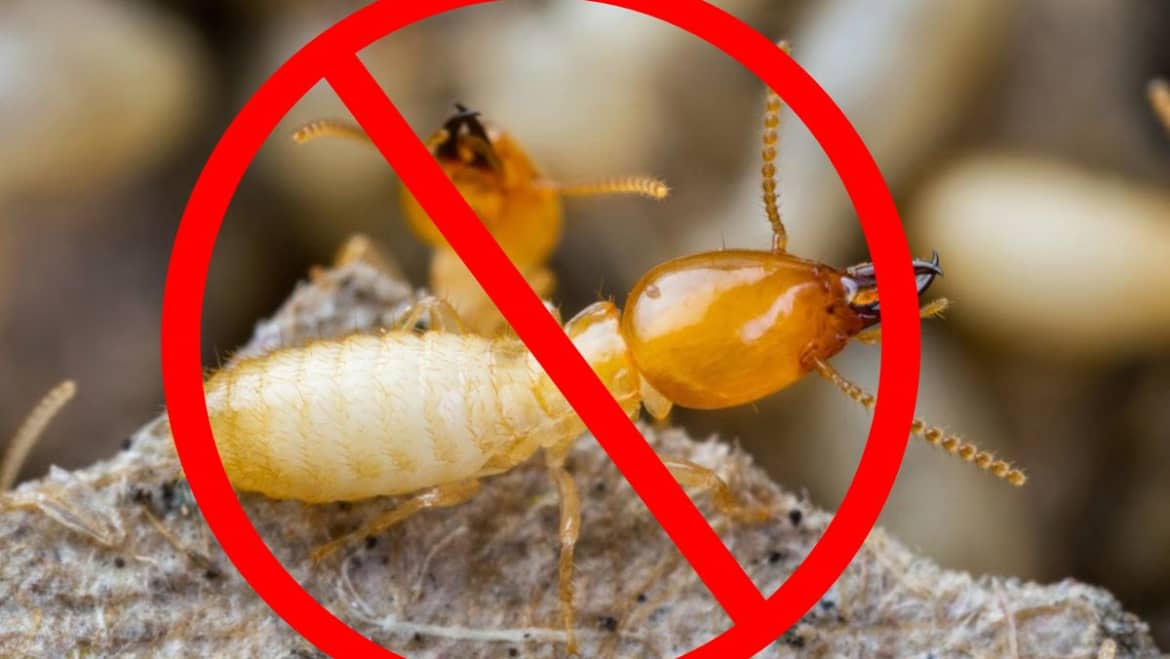 NHỮNG ĐIỀU BẠN CẦN BIẾT VỀ DỊCH VỤ DIỆT MỐI TẬN GỐC TẠI NHÀ GIÁ RẺ?