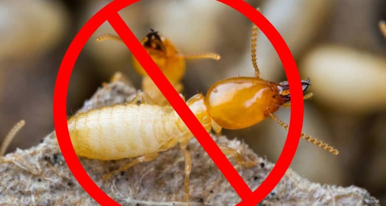 NHỮNG ĐIỀU BẠN CẦN BIẾT VỀ DỊCH VỤ DIỆT MỐI TẬN GỐC TẠI NHÀ GIÁ RẺ?