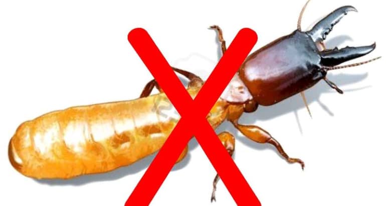 THUỐC XỊT MUỖI AN TOÀN VÀ HIỆU QUẢ NHẤT ĐƯỢC SỬ DỤNG TRÊN ĐỊA BÀN TPHCM
