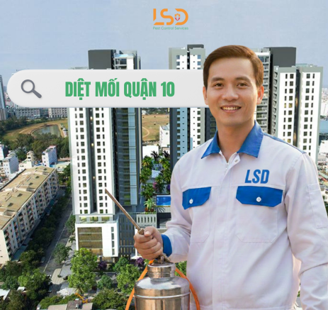 Dịch vụ diệt mối quận 10 tận gốc nhanh chóng