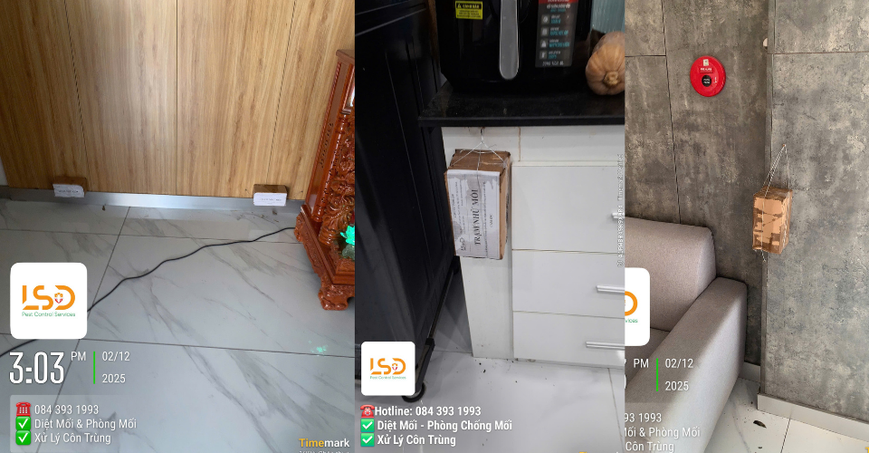 Dịch vụ diệt mối chuyên nghiệp tại nhà