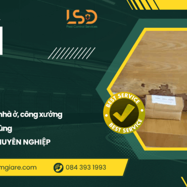 Hậu Quả Khi Tự Dùng Thuốc Diệt Mối? Hãy Bảo Vệ Ngôi Nhà Bạn Bằng Dịch Vụ Diệt Mối Chuyên Nghiệp Từ LSĐ