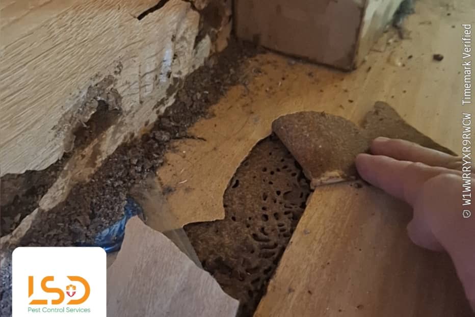 Nhân viên kỹ thuật đang khảo sát đường đi của mối và đánh giá mức độ thiệt hại tại tủ bếp gia đình Nhân viên kỹ thuật đang khảo sát đường đi của mối và đánh giá mức độ thiệt hại tại tủ bếp gia đình