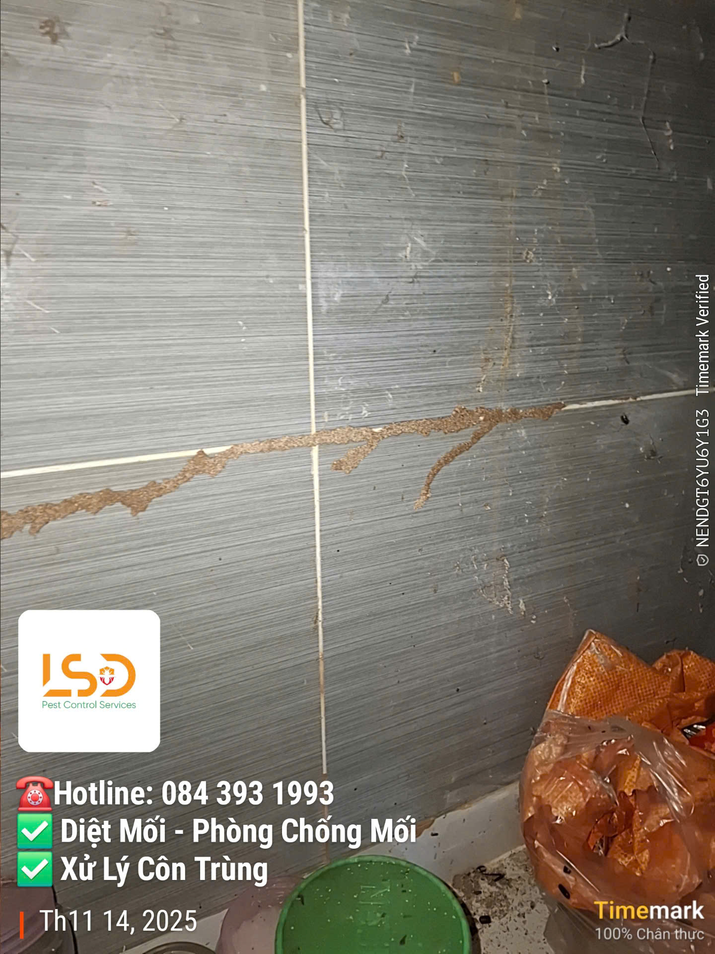 Cận cảnh tổ mối đất tàn phá khung cửa gỗ tại một homestay ở xã Long Hòa, Cần Giờ
