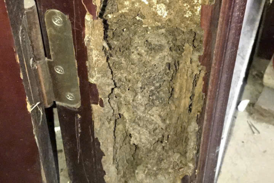 Khung cửa gỗ bị mối ăn rỗng