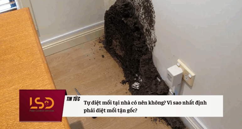 Tự diệt mối tại nhà có nên không? Vì sao nhất định phải diệt mối tận gốc?