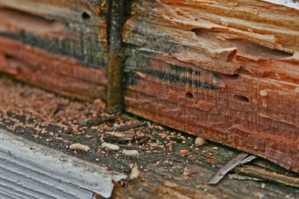 Bề mặt gỗ bị đục lỗ do mối gây ra