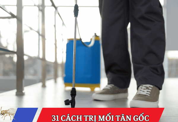 Tổng hợp 31 cách trị mối tận gốc hiệu quả cho mọi công trình