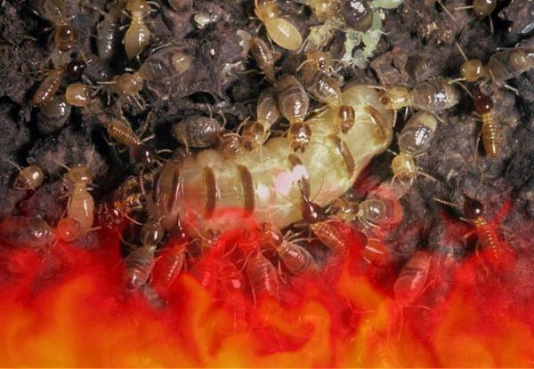 Cần chú ý về vấn đề an toàn cháy nổ nếu muốn đốt tổ mối