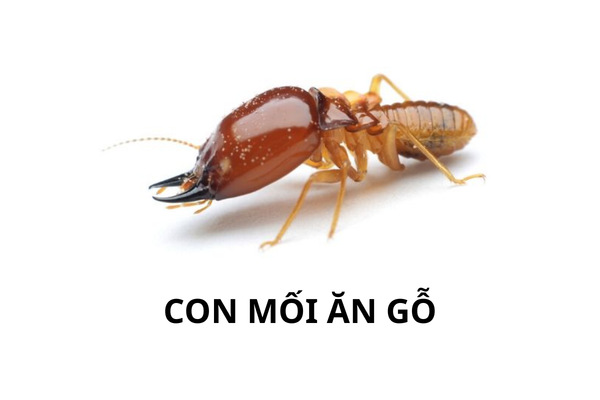 Con mối ăn gỗ trông như thế nào
