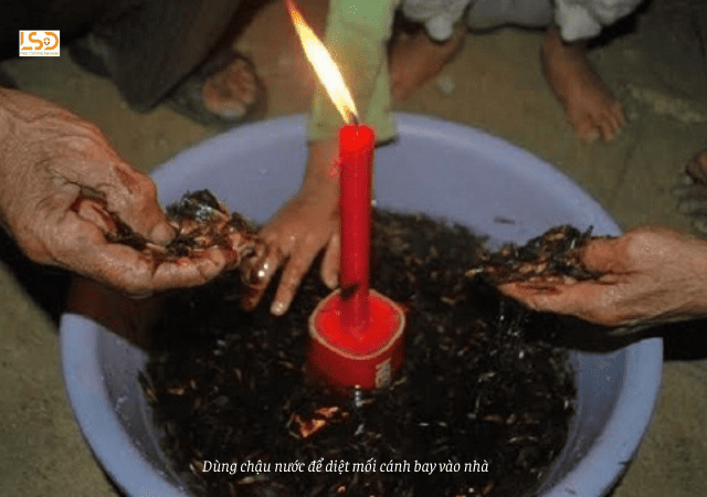 Sai lầm khi tự diệt mối bằng phương pháp dân gian