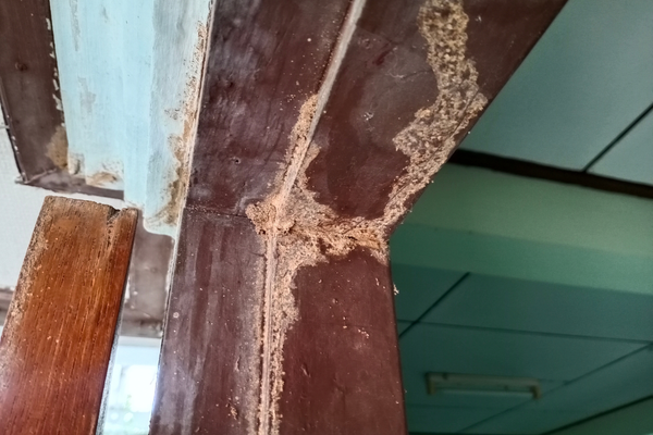Lưu ý khi tự xử lý mối tại nhà