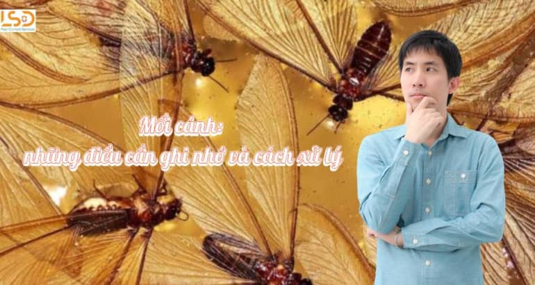 Mối cánh: Tất tần tật những điều cần biết và 9 cách diệt mối 