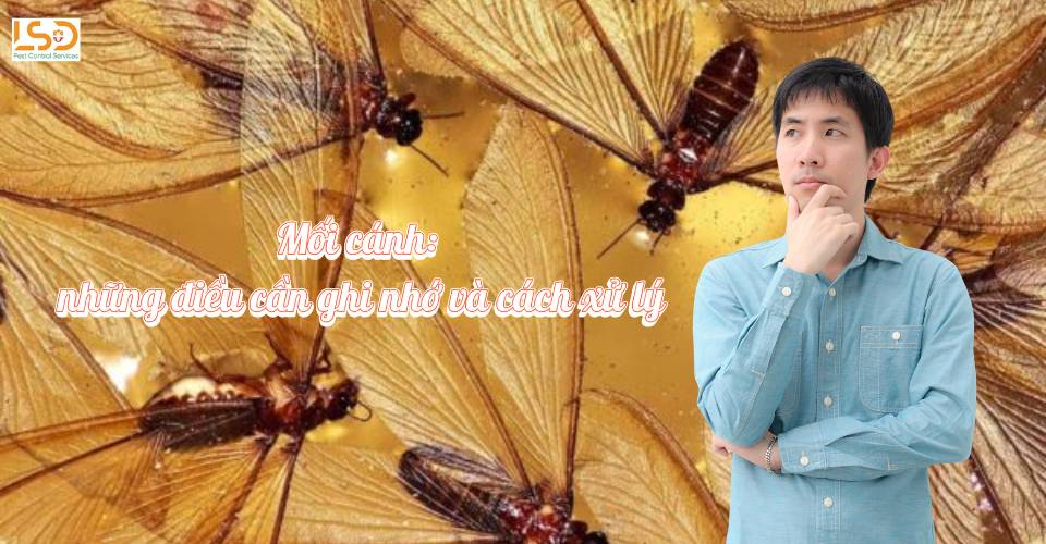 Mối cánh: Tất tần tật những điều cần biết và 9 cách diệt mối