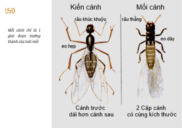 Mối cánh khác với kiến cánh