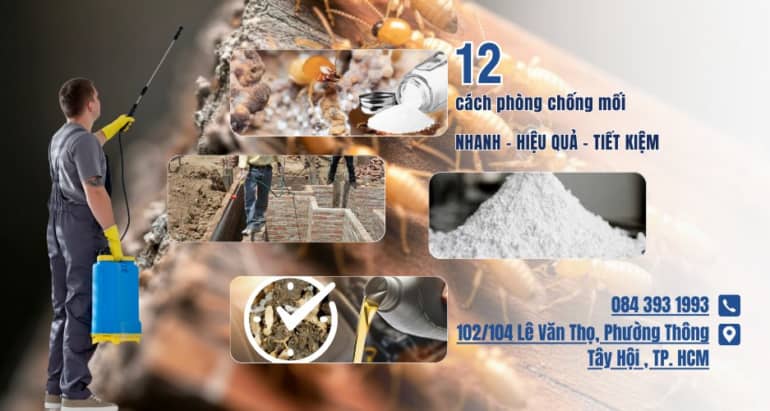 12 cách phòng chống mối nhanh, hiệu quả lâu dài, tiết kiệm nhất