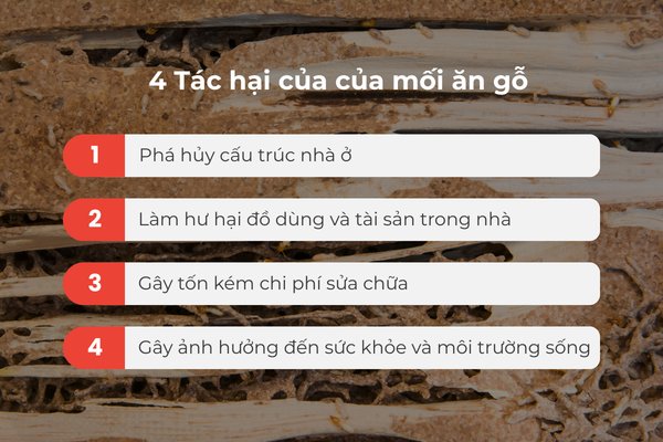 4 tác hại do mối ăn gỗ gây ra