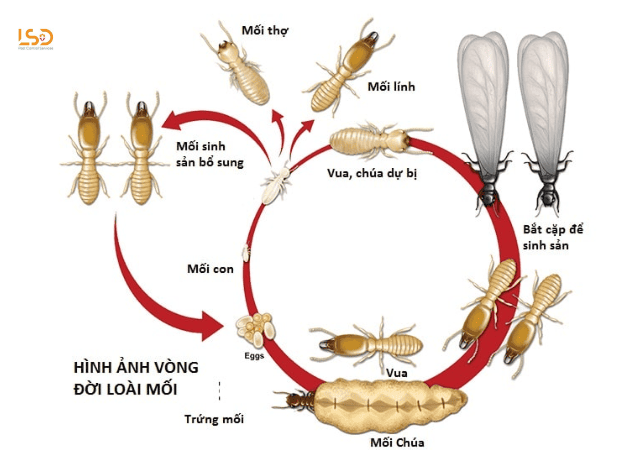 Vòng đời của mối