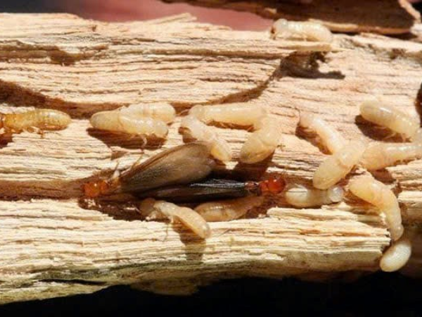 Ấu trùng mối (thường được gọi là giòi mối)