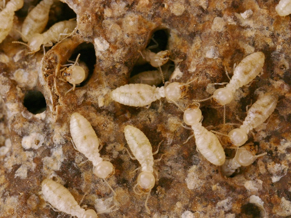 Sai lầm là bỏ qua các tổ vệ tinh xung quanh