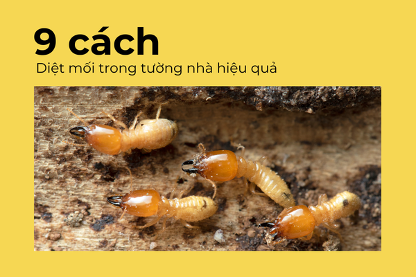 Tham khảo 9 cách diệt mối tường nhà hiệu quả nhất
