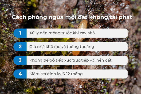 Cách phòng ngừa mối đất không tái phát