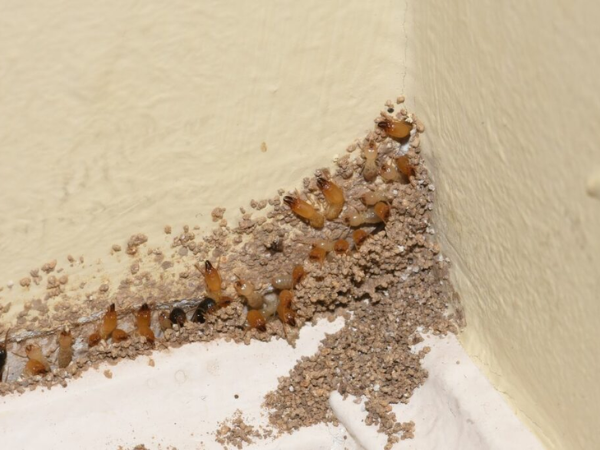 Trước tiên, bạn cần xác định chính xác vị trí có mối