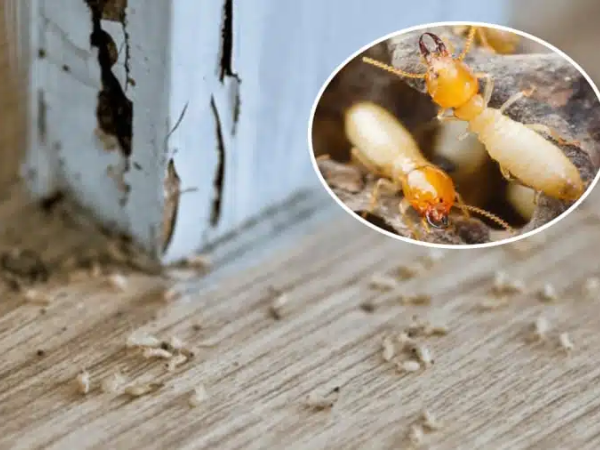 Cồn chỉ có thể tiêu diệt mối tiếp xúc trên bề mặt