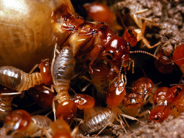 Sau khi diệt mối, nhiều người thường chủ quan