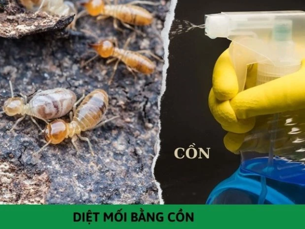 Cơ chế diệt mối bằng cồn rất dễ hiểu