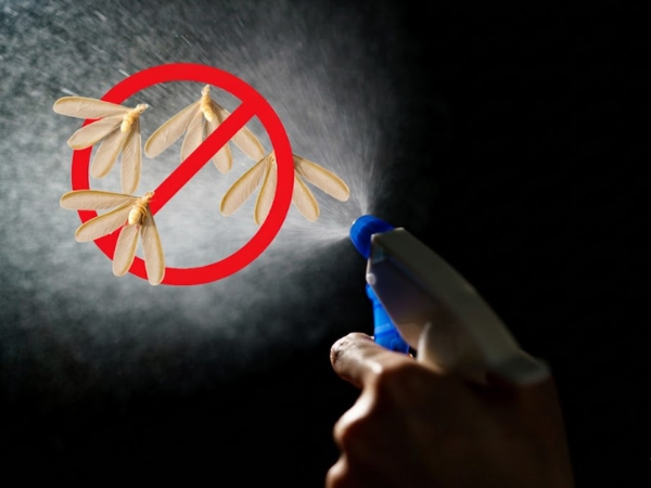 Cồn có thể tiêu diệt rất nhanh các loại mối