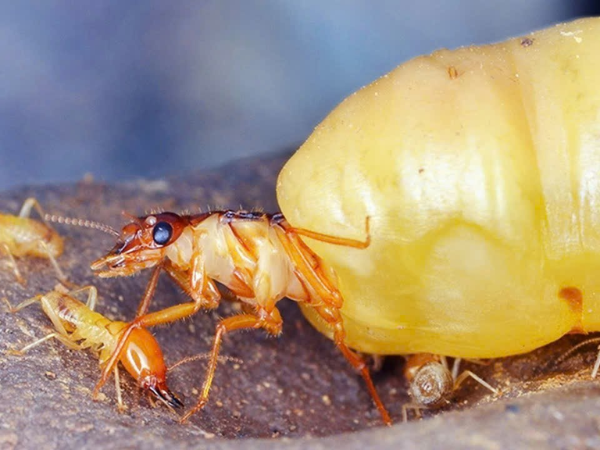 Cốt lõi của sự phá hoại nằm ở mối chúa