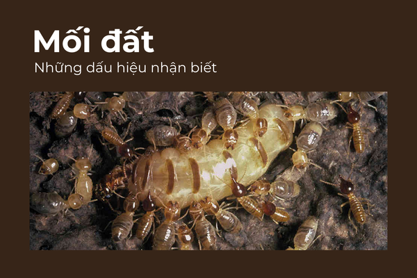 Dấu hiệu nhận biết mối đất