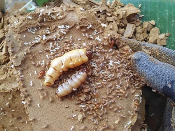Diệt mối chúa bằng phương pháp đào tổ mối