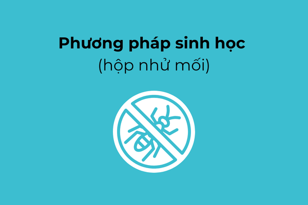 Dùng hộp nhử để tiêu diệt mối  