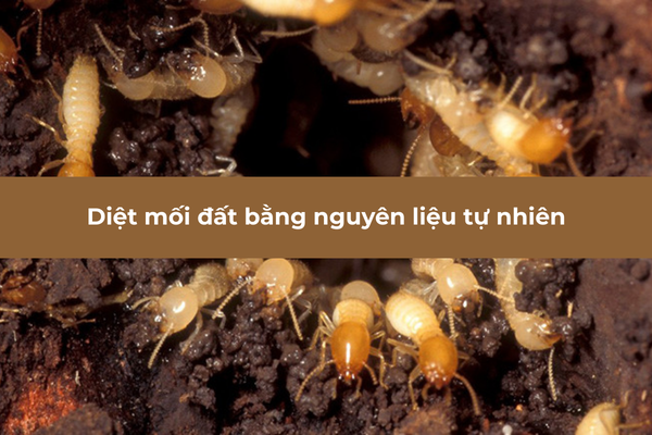 Sử dụng nguyên liệu tự nhiên để loại bỏ mối đất