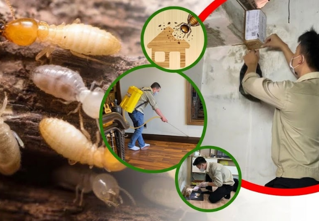 Diệt mối sinh học hiệu quả hơn các phương pháp diệt mối bằng mẹo dân gian