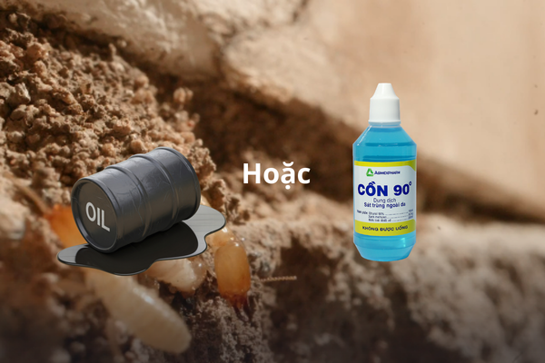 Dùng dầu hỏa hoặc cồn 90 độ để diệt mối