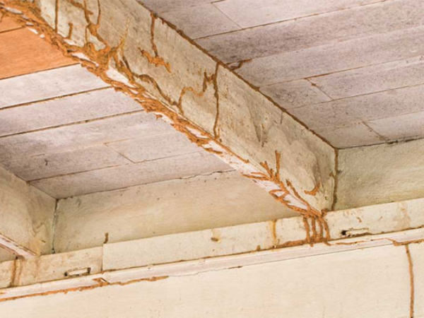 Đường mui (ống bùn) chạy dọc theo tường