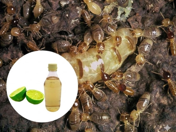 ​Giấm và chanh là hỗn hợp axit mạnh tiêu diệt mối