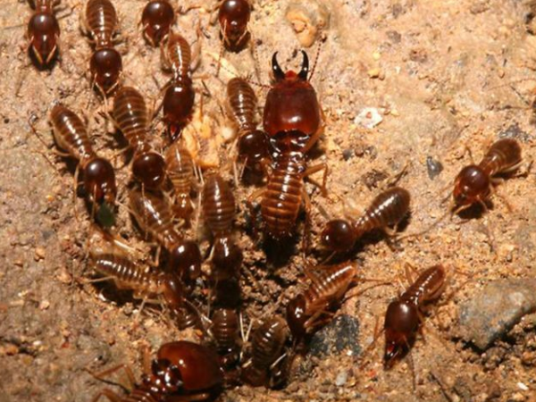 Hình ảnh đàn mối đất