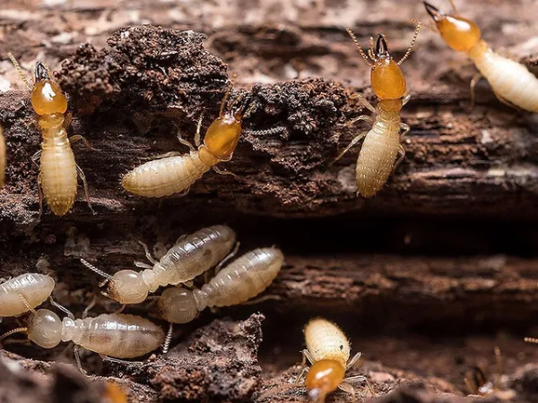 Không nên chỉ tiêu diệt mối thợ