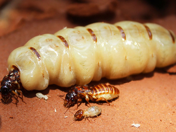 Mối chúa là loài có tuổi thọ rất cao