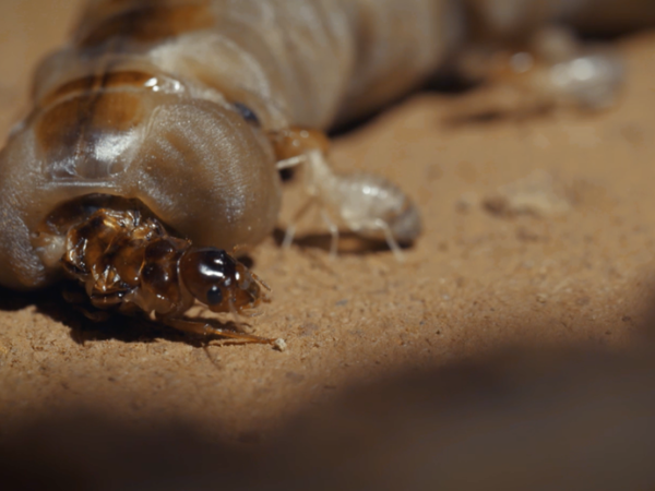 Mối chúa thường nằm ở khu vực sâu nhất