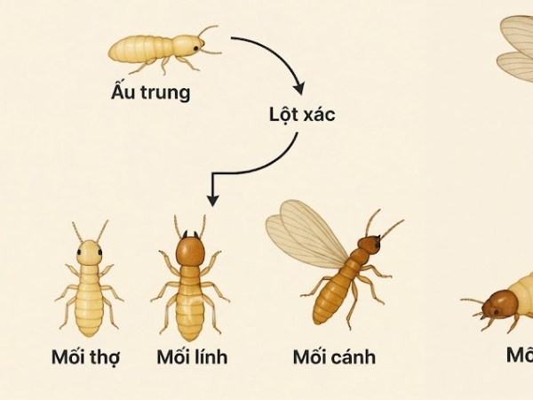 Mối con (ấu trùng) trưởng thành trong vài tuần đến vài tháng
