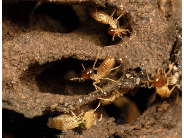 Mối đất có râu thẳng 