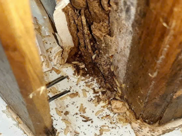 Mối đục xuyên qua các lớp vật liệu mềm