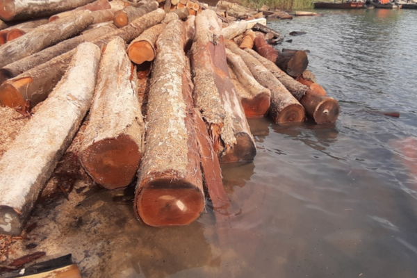 Ngâm gỗ dưới nước giúp giảm tình trạng mối mọt