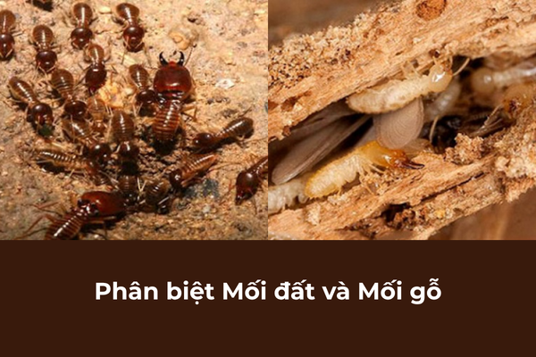 Hình ảnh Mối đất và Mối gỗ