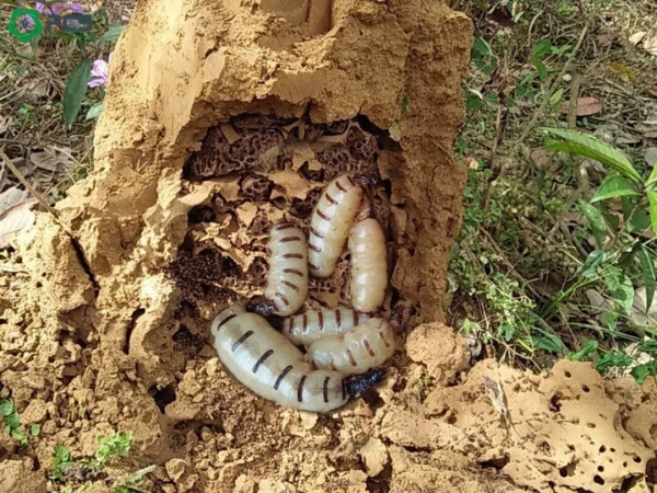 Trong một tổ sẽ có 1 mối chúa chính, 1 mối vua